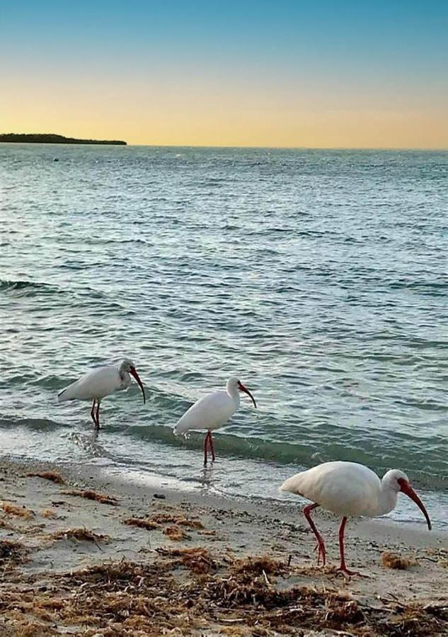 Sea Mist - Oceanfront-Lake-Kayak-Paddleboard-Bike Key Largo Exterior foto