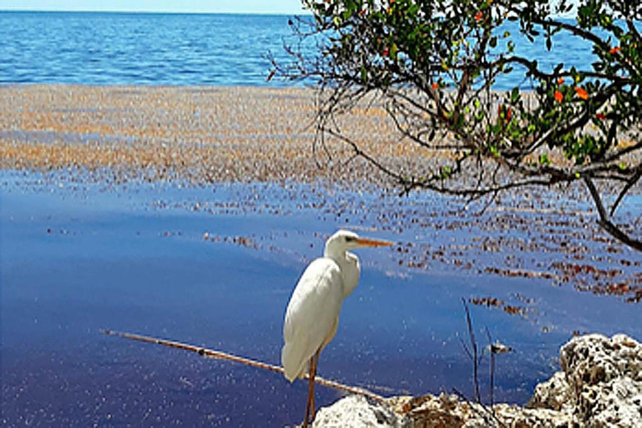 Sea Mist - Oceanfront-Lake-Kayak-Paddleboard-Bike Key Largo Exterior foto